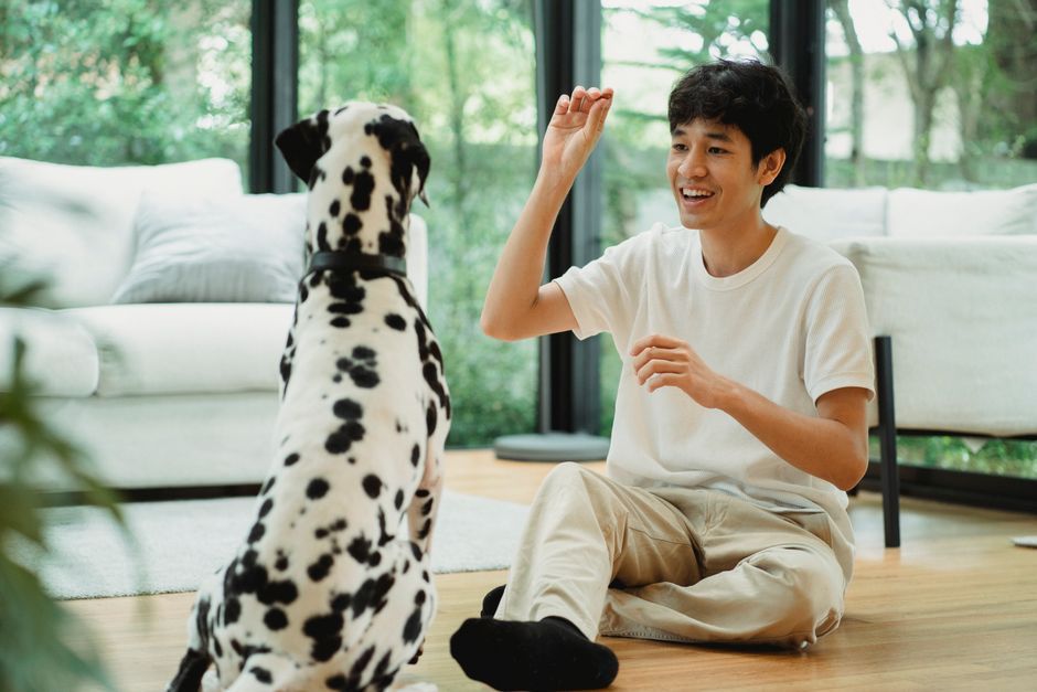 明るいレッスンルームで犬と過ごすトレーナー