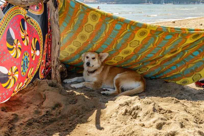 ビーチの日陰で休む犬