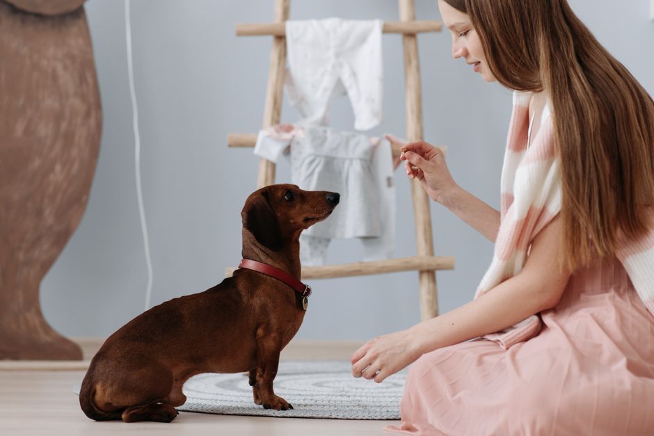 室内でおやつを使ってトレーニングを受ける犬