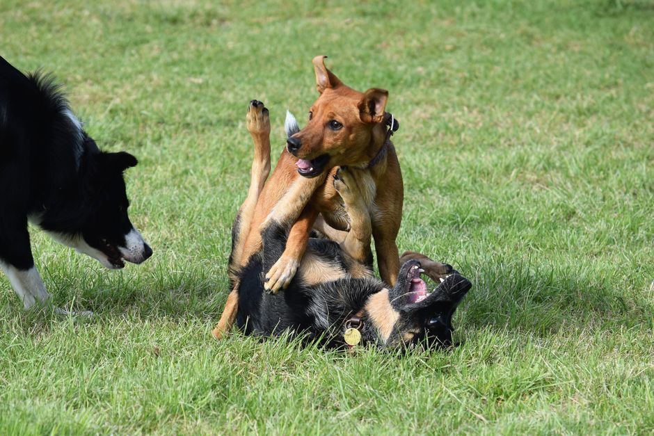 芝生で楽しそうに遊ぶ複数の犬