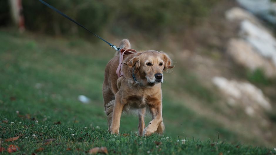 リードをつけて公園を歩く犬