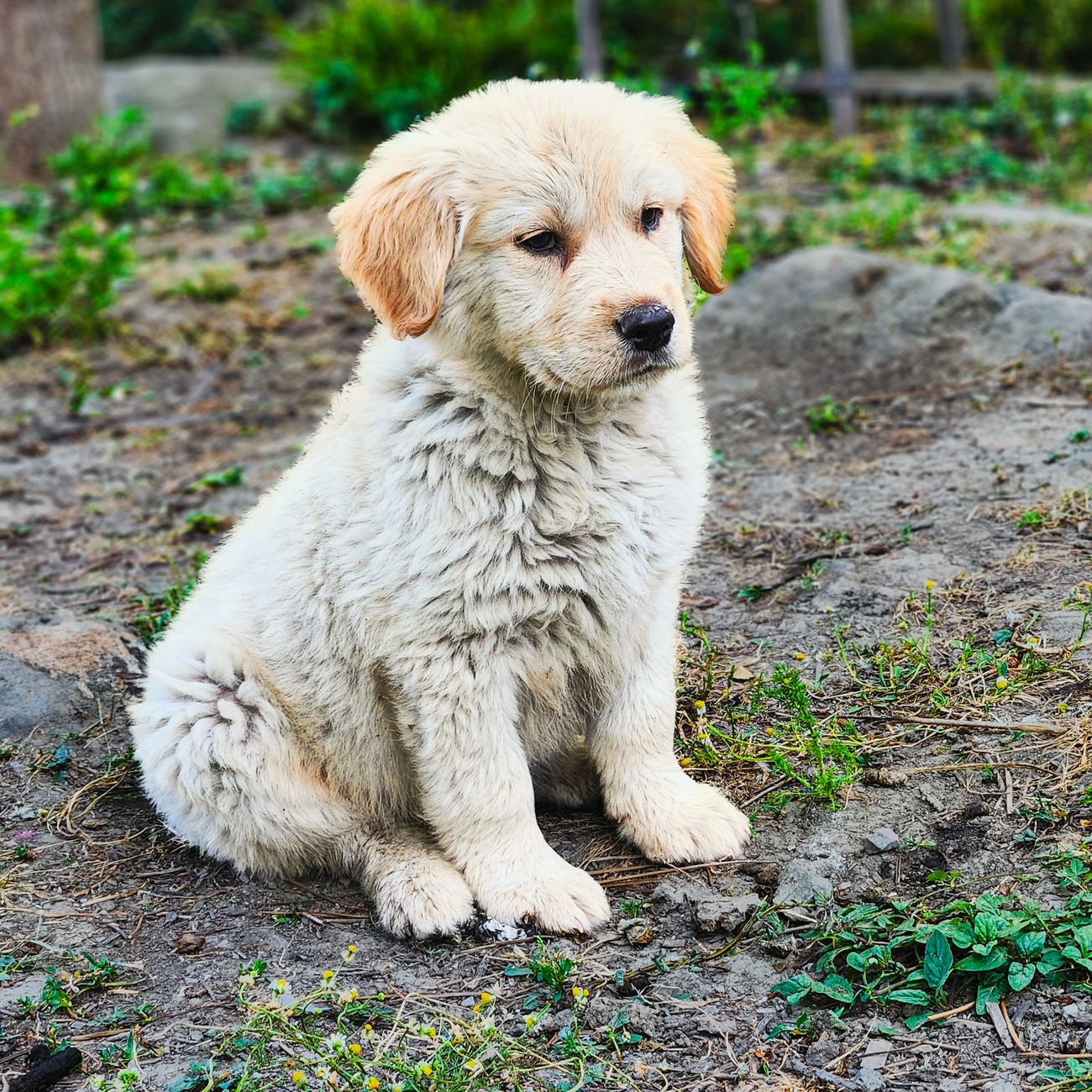 公園で「おすわり」の練習をする子犬