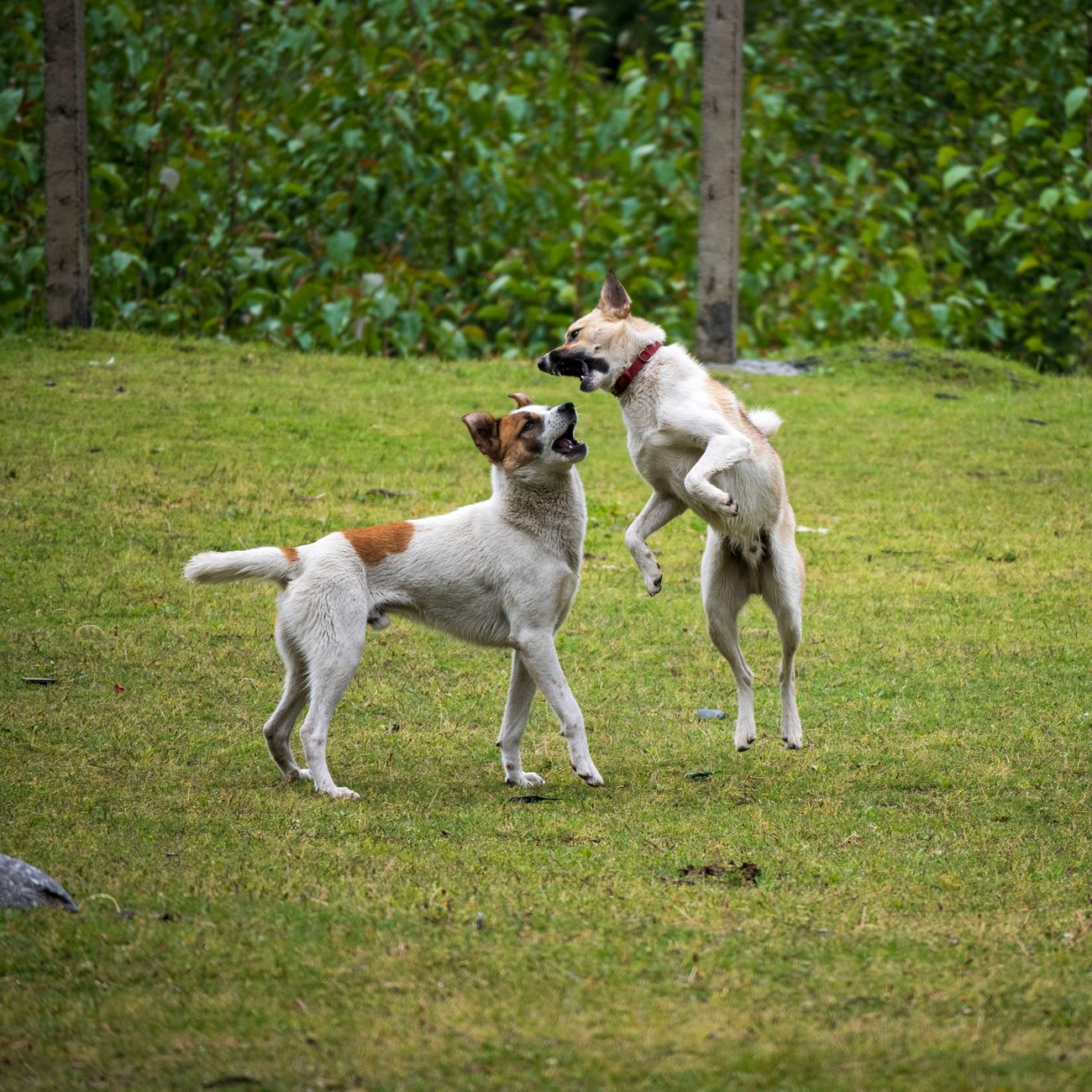屋外で楽しそうに遊ぶ2頭の犬