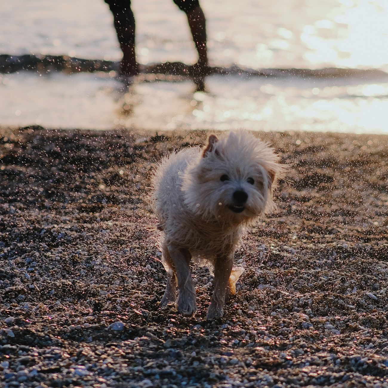 浜辺で水しぶきを上げて走る犬