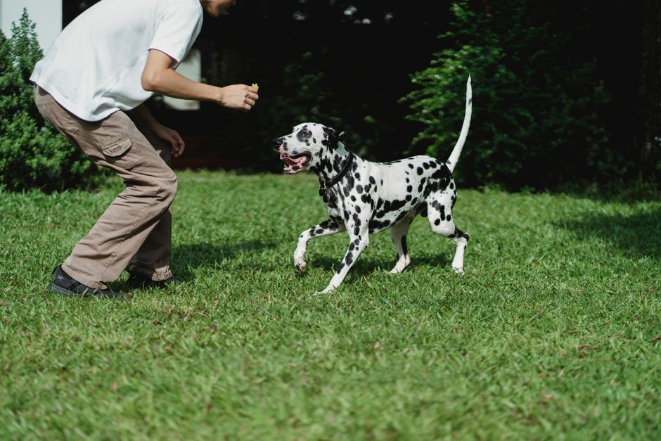 庭で愛犬とトレーニングをして遊ぶ男性