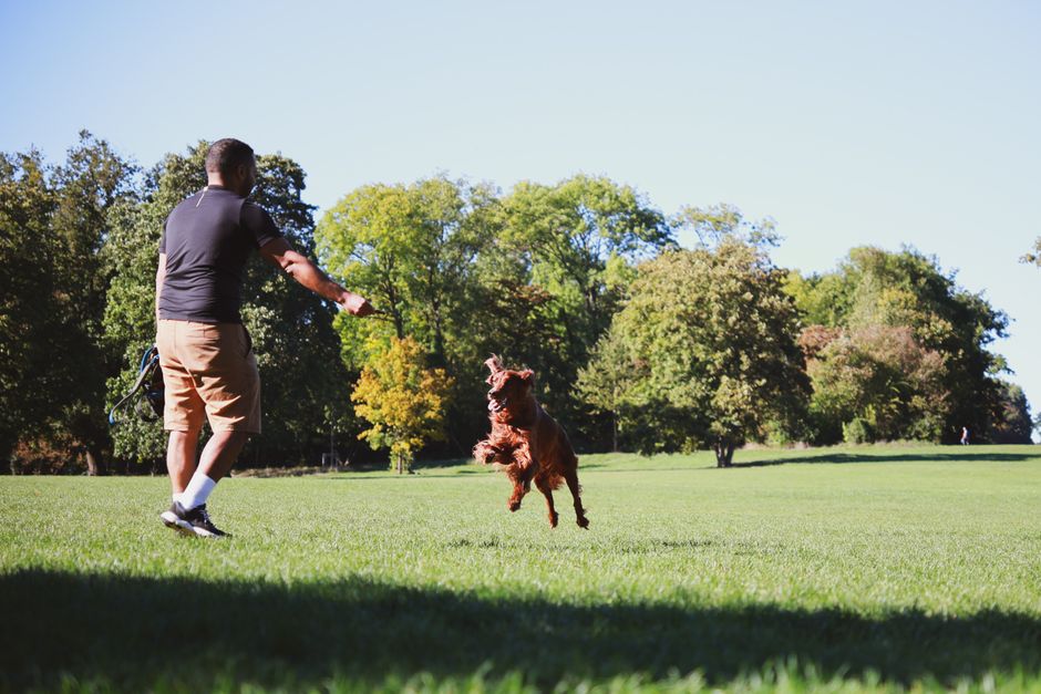 公園で楽しそうにボールを追いかける愛犬と飼い主