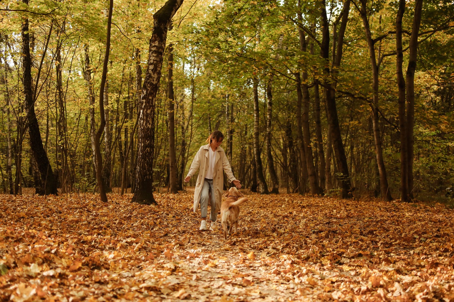 紅葉の公園で、女性が愛犬と散歩する様子